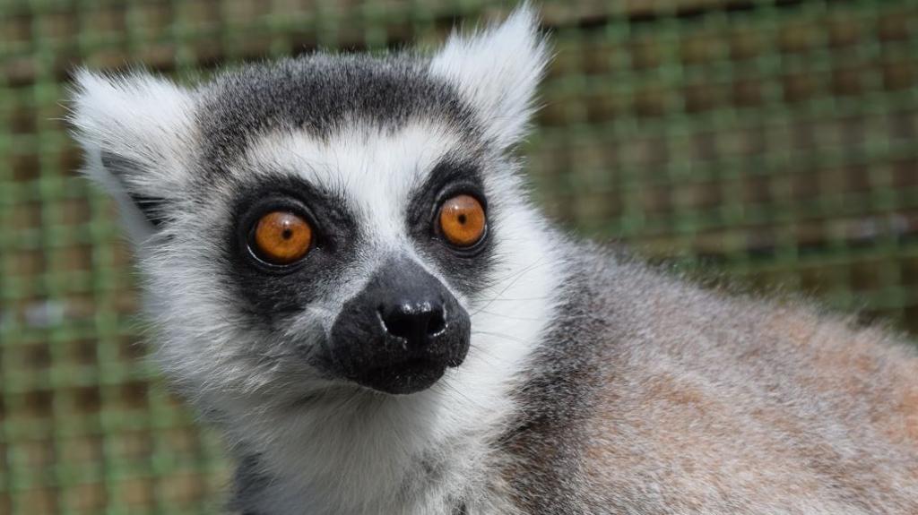 Leśny Park Kultury i Wypoczynku „Myślęcinek” - zdjęcie 1